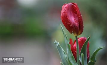 به وقت اردیبهشت؛ باغ ایرانی 3