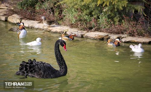 باغ پرندگان تهران 4