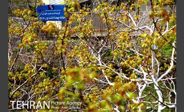 روستای کوهستانی وردیج 7