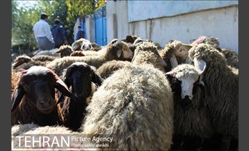 بازار فروش دام در محله طرشت به مناسبت عید قربان 2