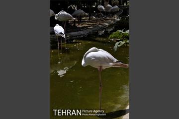 باغ پرندگان تهران 23