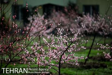 بهار در تهران 26