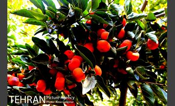 گذری در کوچه پس کوچه های محله کن‎ 20