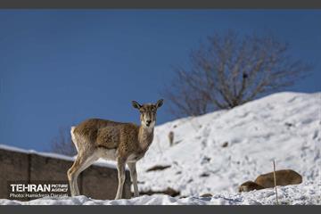 حیات وحش تهران  38