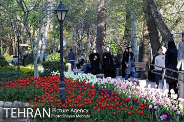 رویش گل های لاله در باغ ایرانی 39