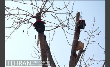 لانه‌ گذاری پرندگان در بوستان خوارزم  2