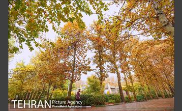 سمفونی برگ های پاییزی 10