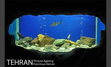 موزه حیات وحش هفت چنار 46