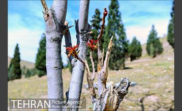 طبیعت بهاری بوستان سرخه حصار‎ 1