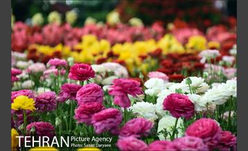آیین افتتاح شانزدهمین نمایشگاه گل و گیاه تهران با حضور سرپرست شهرداری تهران 31