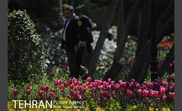 رویش گل های لاله در باغ ایرانی 25