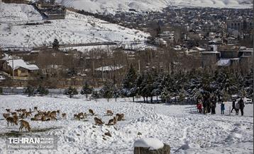 حیات وحش تهران  17