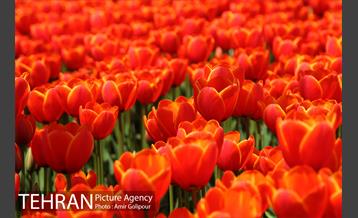 باغ گل لاله های ایرانی در بوستان آبشار تهران‎ 7