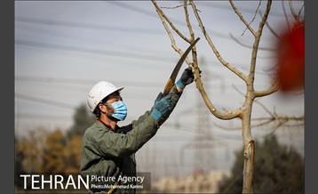 آغاز فصل هرس درختان- 3