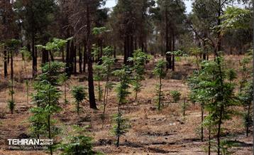 بازدید اصحاب رسانه از روند انجام عملیات احیای چیتگر 8