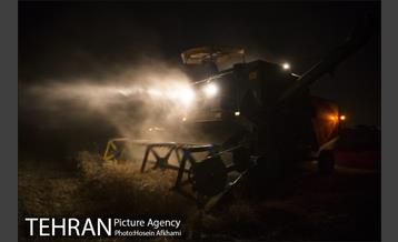 برداشت گندم در مزارع جنوب تهران‎ 17