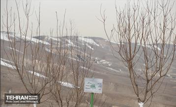 آیین روز درخت‌کاری و پایان پروژه کاشت ۲۵۰۰ هکتار کمربند سبز پایتخت  6