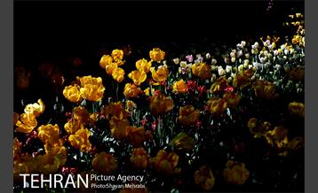 پیاده راه لاله مادران 33