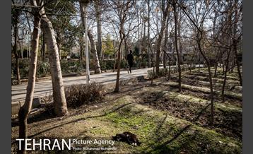 روزهای آفتابی پارک لاله 15