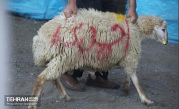 بازدید از مرکز عرضه بهداشتی دام ویژه عید قربان 4