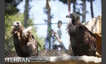 باغ وحش ارم 6