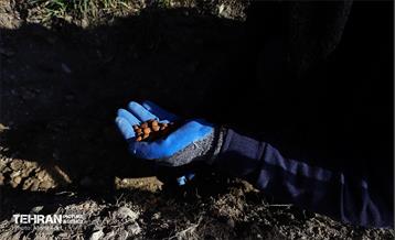 آیین کاشت گیاهان بومی پایتخت در برج میلاد 17