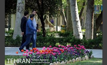 لاله های بهاری پارک شهر 8