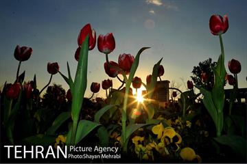 برج میلاد میزبان لاله های بهاری و تخم مرغ های رنگی 15