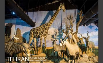 موزه طبیعت و حیات وحش ایران دارآباد‎ 22