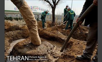 تلاش ویژه شهرداری برای نجات زندگی حدود یکصد درخت اتوبان نیایش 17