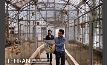 باغ پرندگان تهران 6