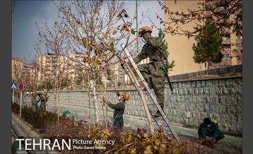 آغاز فصل هرس درختان- 2