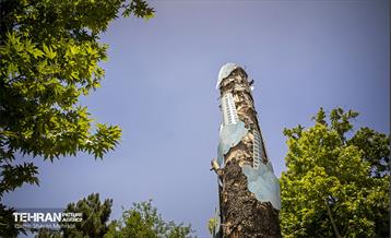 جان دوباره در درختستان 16