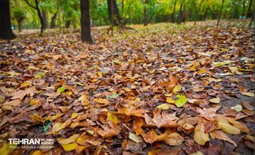 سمفونی رنگ های پاییزی - پارک ملت 2