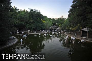 باغ پرندگان تهران 63