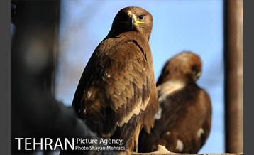 پارک پردیسان 14