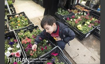 بازار گل شهید محلاتی 13
