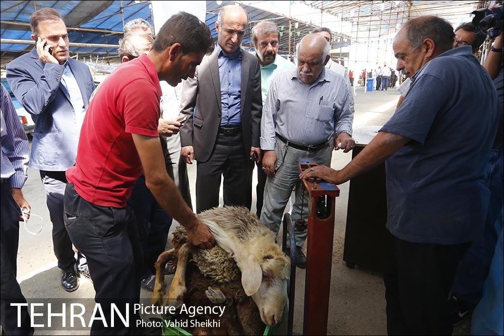 بازدید سعید راد از مراکز عرضه دام  7