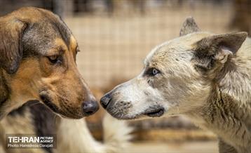 مهربانی با سگ های بدون صاحب 36