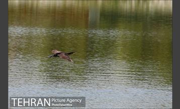 حضور پرندگان مهاجر در تهران 10