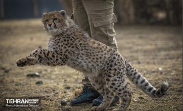 پیروز؛ پسر ایران 33