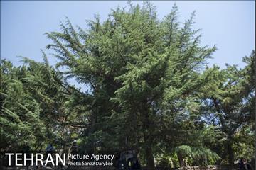 بوستان جمشیدیه‎ 8