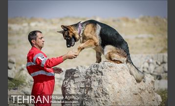 سگ های آنست 16