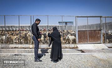 مهربانی با سگ های بدون صاحب 23