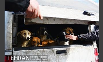 رهاسازی 150 قلاده سگ بدون صاحب  7