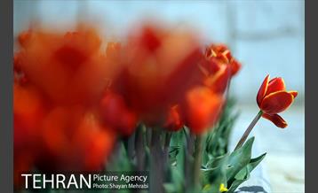 رویش گل های لاله در بوستان گفتگو 14