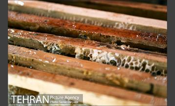 جشنواره اقوام ایرانی‎ 14