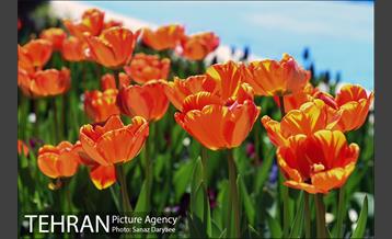 رویش لاله ها در پارک شهر 24