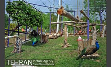 بوستان بعثت 20