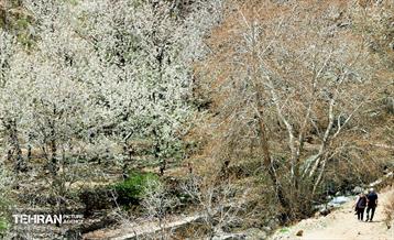 طبیعت بهاری روستای سنگان 15